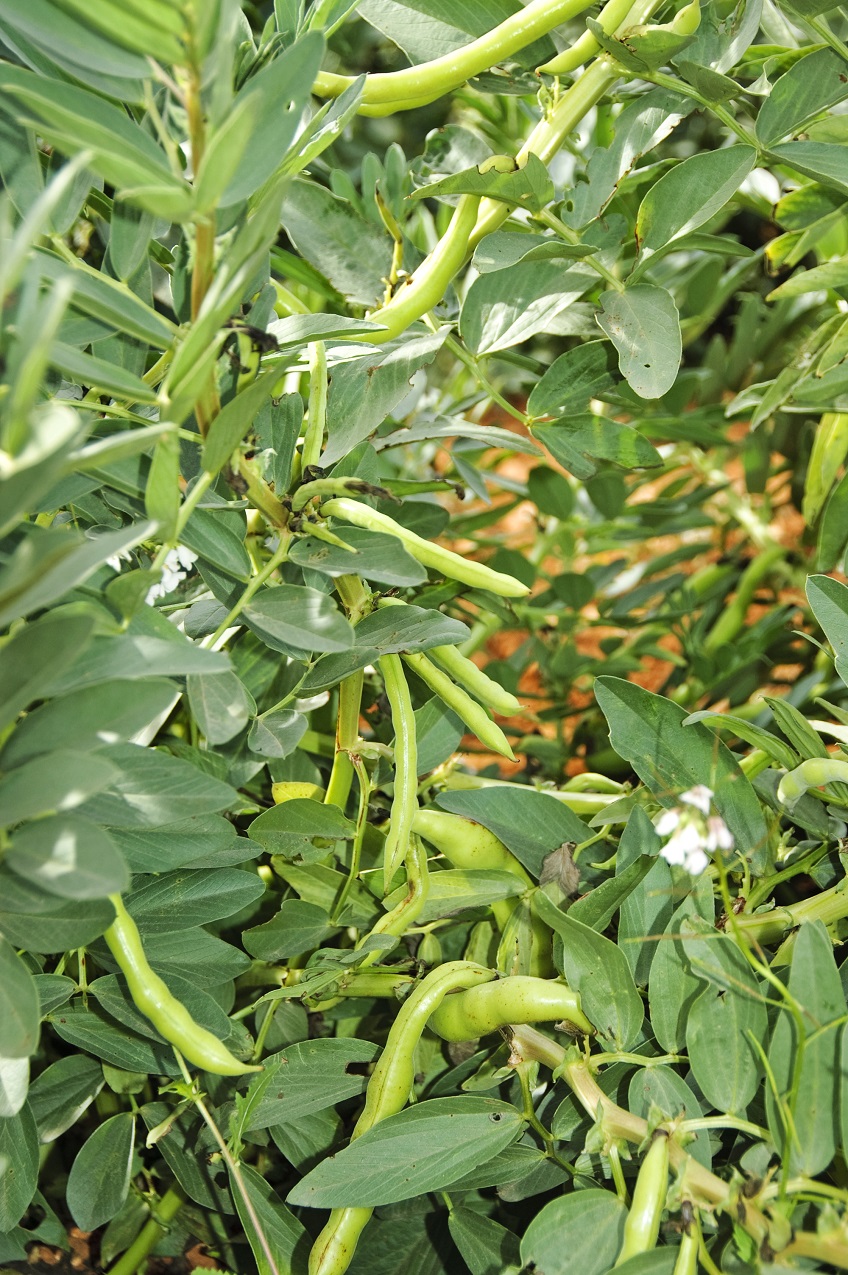 The Garden Clinic   Broad Beans Plant Shutterstock 52145638 